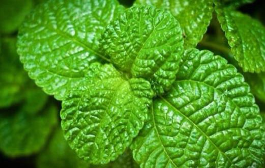 �������������ζʳ�� �����ܹ�����ͷʹ��߷�Ӧ��