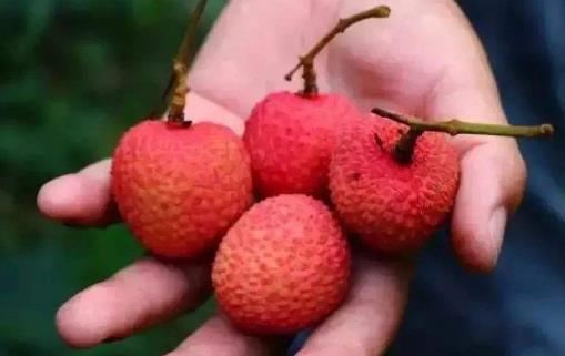 �������֦�ĺô� ����֦ע������