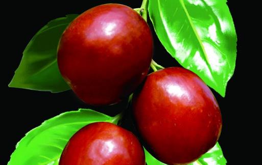 ��ȼӴ���ʤ����֥�� ���������ļ��̲�