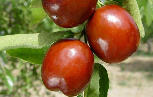 ��ȼӴ���ʤ����֥�� ���������ļ��̲�