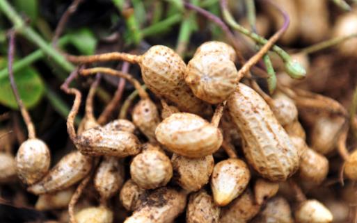 �Ի��������������ø����� Ԥ������Ѫ�ܼ���