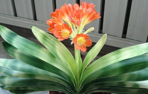 �Ż����潡�� �������˳��ٵĻ���