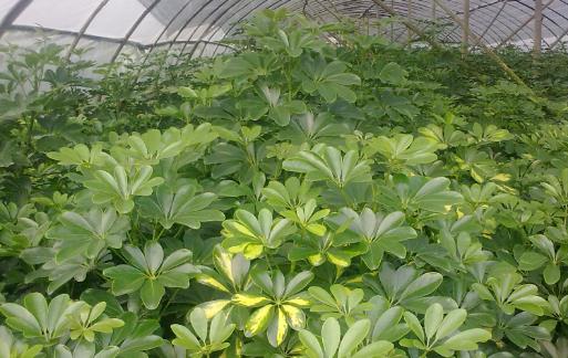 �Ż����潡�� �������˳��ٵĻ���