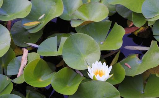 �Ŀ�����ʳ�Ʒ������� ������Ʒ������