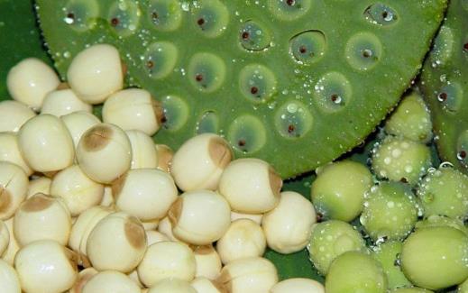 �＾����Ҫ��������� �＾����Ӧѡ��ʳ��