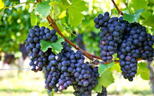 �＾������ε�10��ʳ�� �＾����ʳҪ��