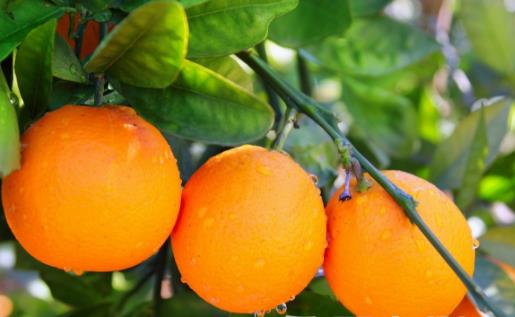 �＾������ε�10��ʳ�� �＾����ʳҪ��