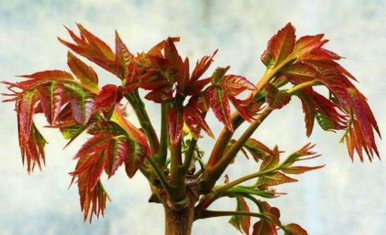 ����г�ʳ�㴻ѿ��Ⱦ��˵�� �и����㴻ע������