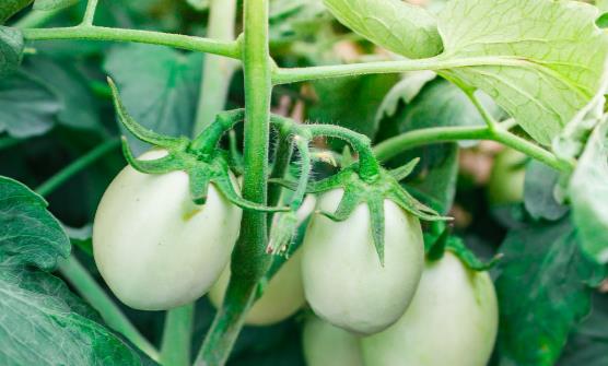 ���߲�Ҳ�еĽ��� �Դ��ͻ�Ҫ��