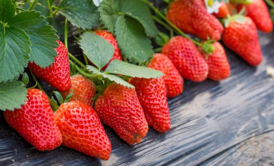 ��ѡ��ݮ��С���� ������صĲ�ݮ��Ҫ��