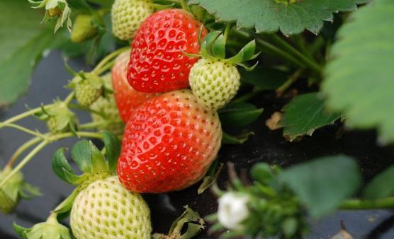 ��ѡ��ݮ��С���� ������صĲ�ݮ��Ҫ��