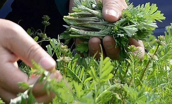 Ұ�˵�Ӫ����ֵ Ұ�Ȳ˵ĺó���������ѧŶ