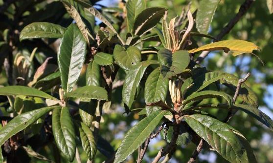 ���˹���Ӫ������������ˮ�� �����ο���ʳ�Ʒ��Ƽ�