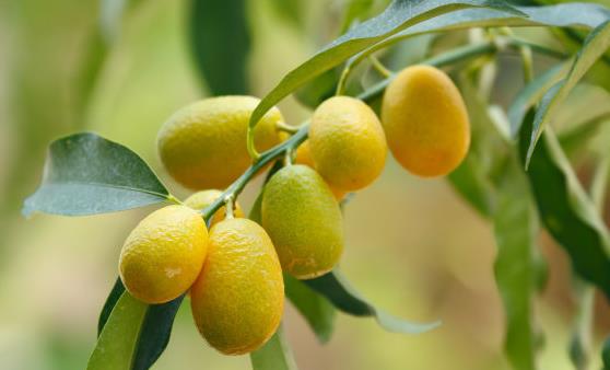 ��۵Ĺ�Ч������ ���ƽ����ζ�ֿɿ�