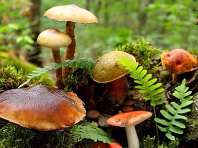 ���ڸ�������������