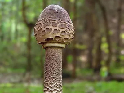 ���ڸ�������������