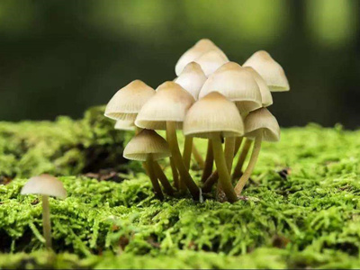 ���ڸ�������������