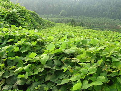 ��˵�������Ч������·����ʽ������ݰ�������������ã�