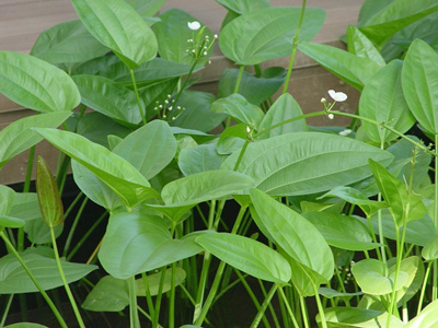 ����С�㲻������·��ͥʽ��������Ƽ���������ζ��Ҫ