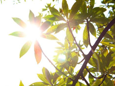 ����spa��Ħ