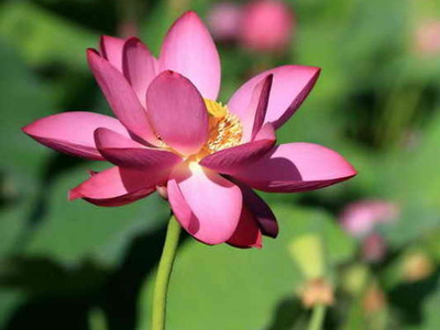 ����spa��Ħ