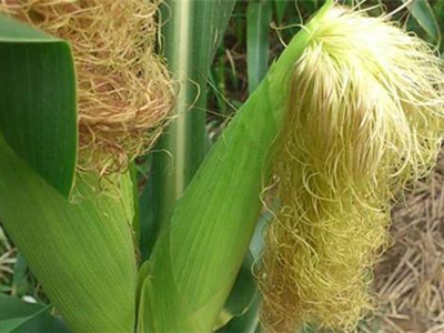 ����˿�ఴĦ����