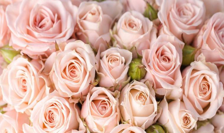 ������ʿspa����