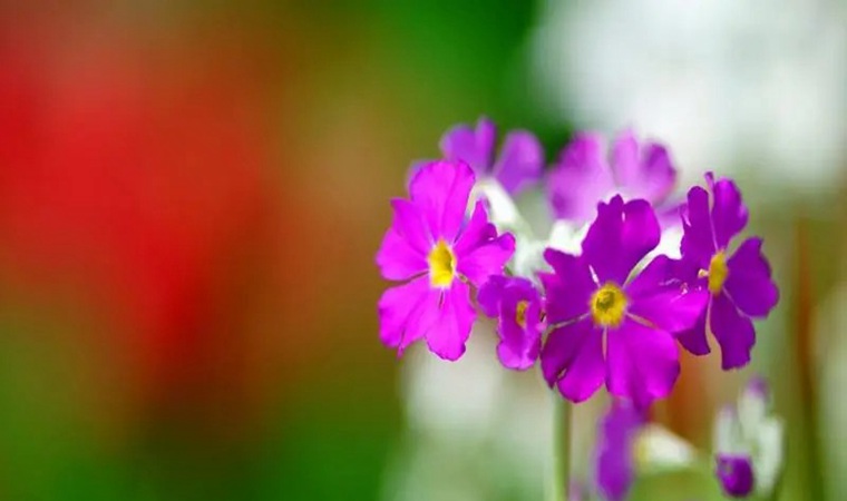 ������ʿspa����