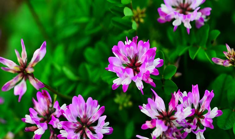 ������ʿspa����