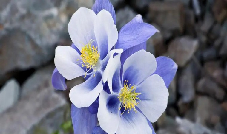 ����˿�㰴Ħ��